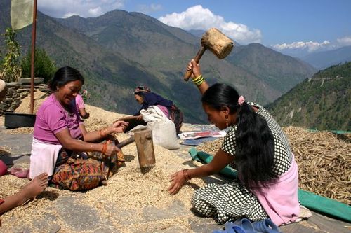 Climate change endangers food security in Himalayan communities such as Dunche, in Nepal’s Rasuwa District. In this photo Tamang women pound and sift wheat. (Photo © Minority Rights Group/Jared Ferrie)